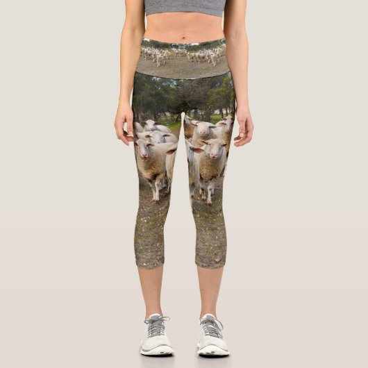 毛織の羊の来行進、高いカプリスのレギンス カプリレギンス (正面)