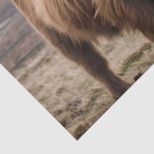 **「毛織の茶色い高地の牛の毛皮の陛下** 薄葉紙 (詳細)