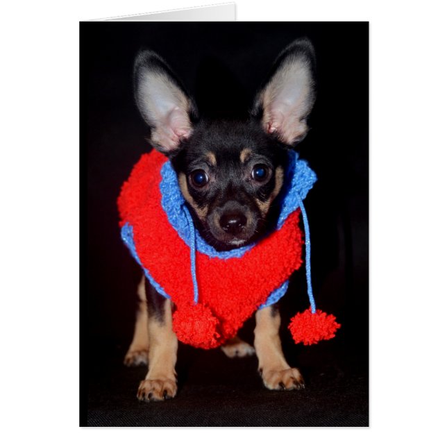 毛織りのセーターを着た子犬 (正面)