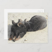 毛羽立つピローの海のオーター ポストカード (正面/裏面)