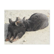 毛羽立つピローの海のオーター