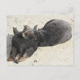 毛羽立つピローの海のオーター ポストカード