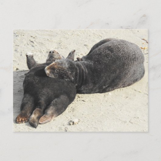 毛羽立つピローの海のオーター ポストカード (正面)