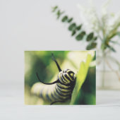 毛虫が近く個人的に ポストカード (スタンド正面)