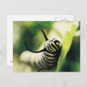 毛虫が近く個人的に ポストカード (正面/裏面)