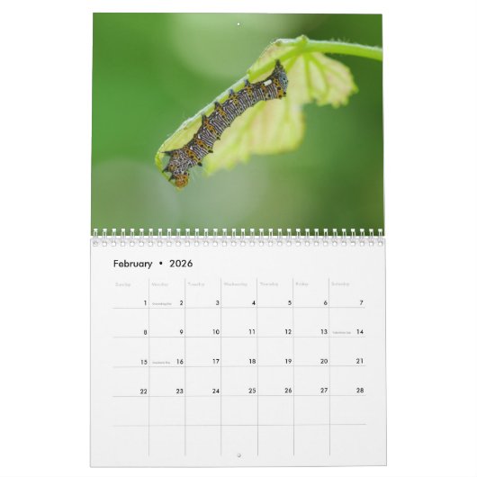 毛虫暦 カレンダー (2月 2026)