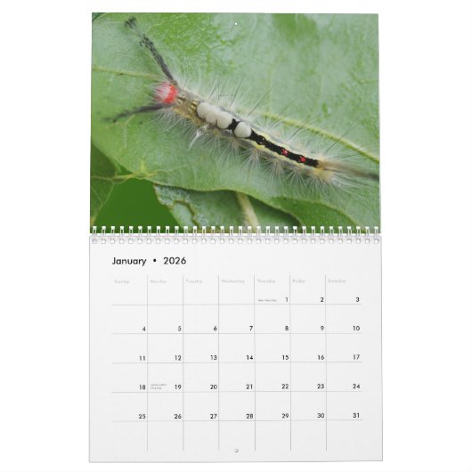 毛虫暦 カレンダー (1月 2026)