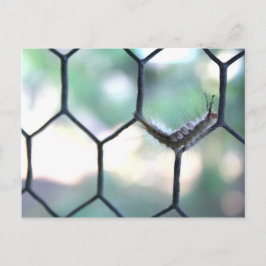 毛虫熱狂する ポストカード