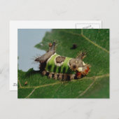 毛虫食べの葉 ポストカード (正面/裏面)