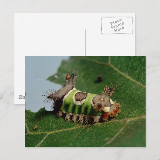 毛虫食べの葉 ポストカード (正面/裏面)