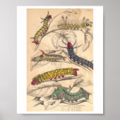 毛虫 ポスター (正面)