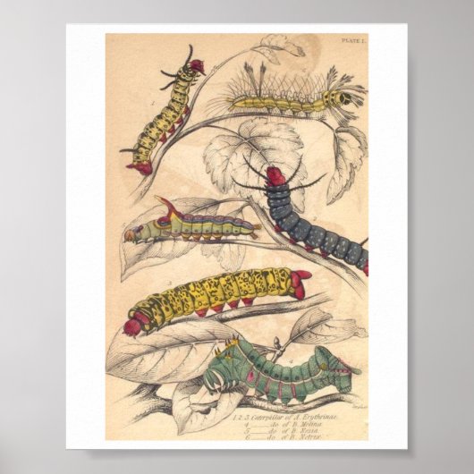 毛虫 ポスター (正面)