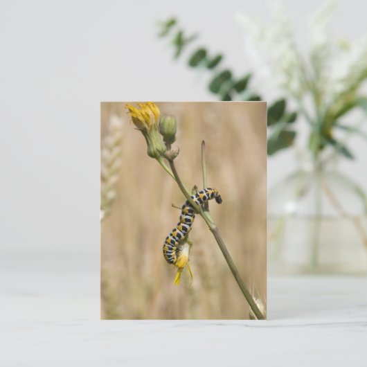 毛虫 ポストカード (スタンド正面)