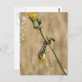 毛虫 ポストカード (正面/裏面)