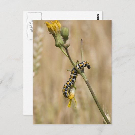 毛虫 ポストカード (正面/裏面)