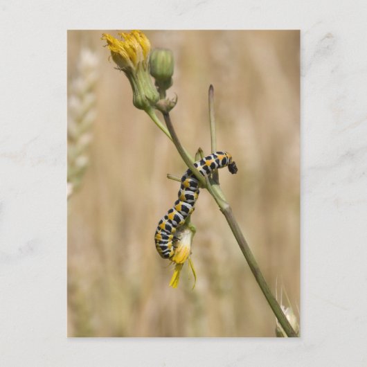 毛虫 ポストカード (正面)