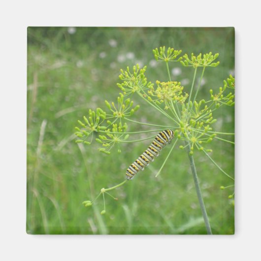 毛虫 マグネット (正面)