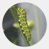 毛虫 ラウンドシール (正面)