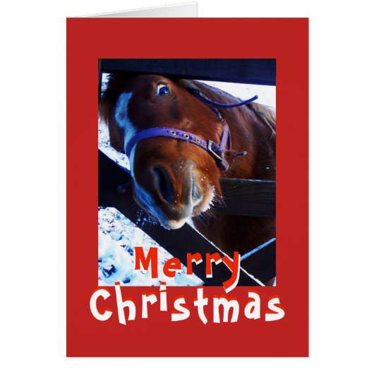気になる馬のクリスマスカード (正面)