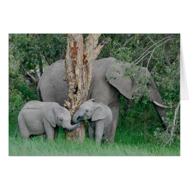 気の合う者同士 (正面横)