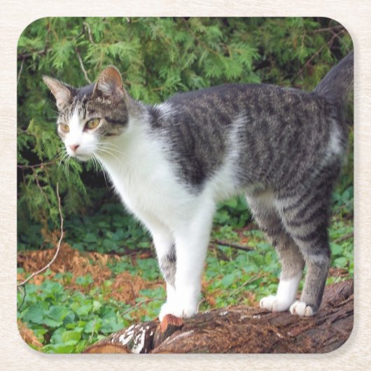 気をつけろ！子猫- Cat - Coaster スクエアペーパーコースター (正面)