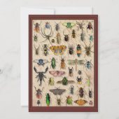 気味の悪いハローウィンパーティ |おもしろい虫採集 招待状 (裏面)