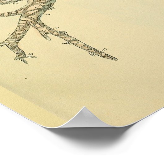 気道気管支の目の解剖学アートプリント ポスター (角)