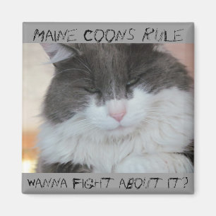 気難しいメインのあらいぐま猫 マグネット