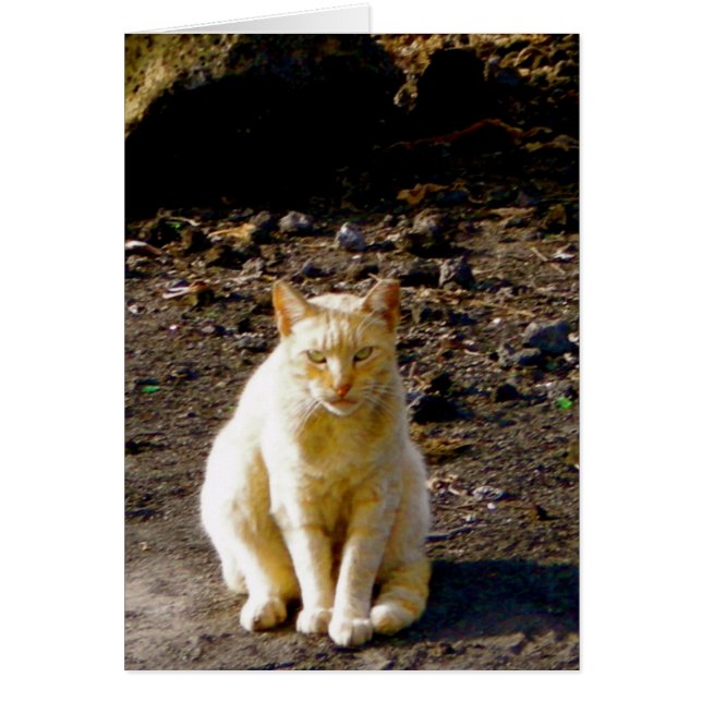 気難しい猫の悪臭の目 (正面)