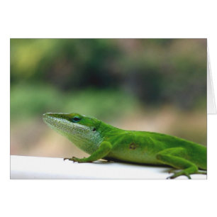 気難しいAnole
