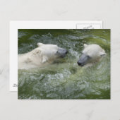 水おもしろい極熊 ポストカード (正面/裏面)