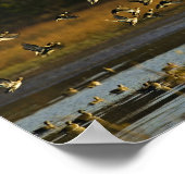 水から出るマガエル ポスター (角)