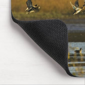 水から立上がっているマガモ マウスパッド (コーナー)