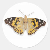 水かわいらし色ラ色彩の鮮やかディ・バタフライ ラウンドシール (正面)