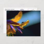 水が滴る花びら ポストカード (正面/裏面)