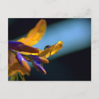 水が滴る花びら ポストカード