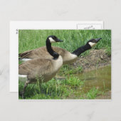水たまりでガチョウを食べる ポストカード (正面/裏面)