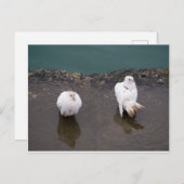 水たまりに二羽の白い鳩 ポストカード (正面/裏面)