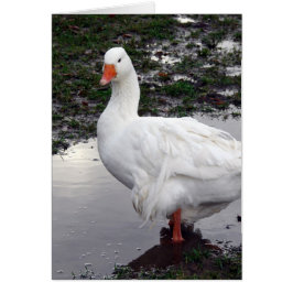 水たまりに入ったスビー