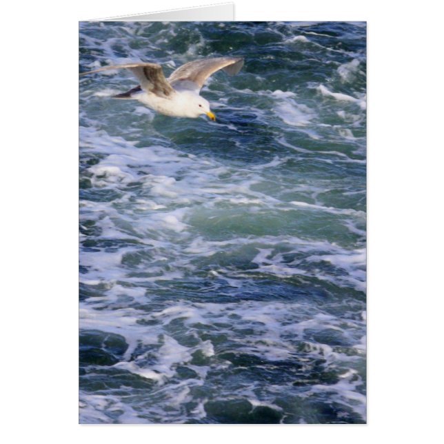 水にカモメ (正面)