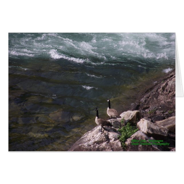 水にガチョウ (正面横)