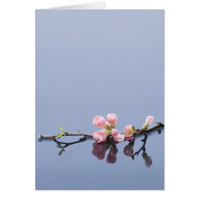 水に桜 (正面)