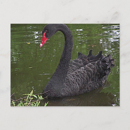 水に浮かぶゴージャスな黒い白鳥 ポストカード (正面)