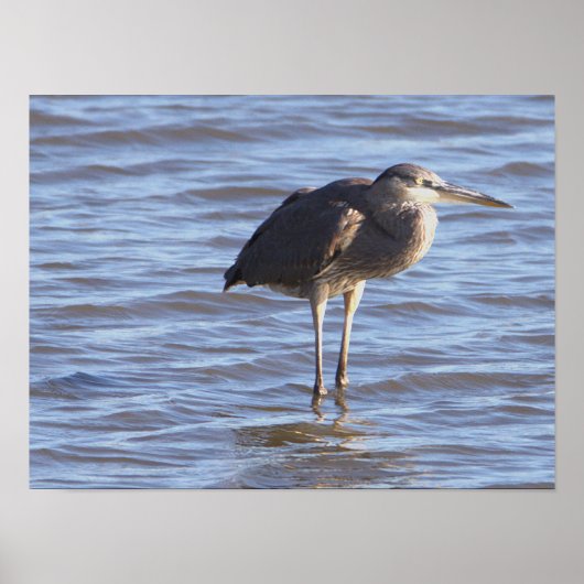 水に浮かぶ鳥のポスター ポスター (正面)