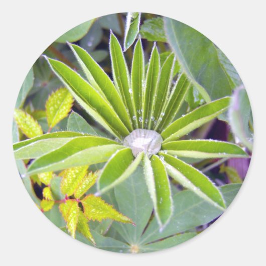 水に満ちたルピネ葉のステッカー ラウンドシール (正面)