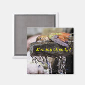 水に潜るハミングバード2 マグネット (正面/裏面)