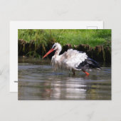 水に白いコウノトリ ポストカード (正面/裏面)