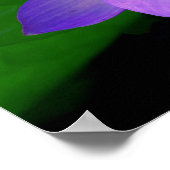 水に美しい紫の蓮の花 ポスター (角)