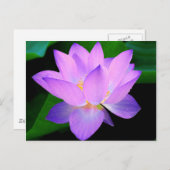 水に美しい紫の蓮の花 ポストカード (正面/裏面)