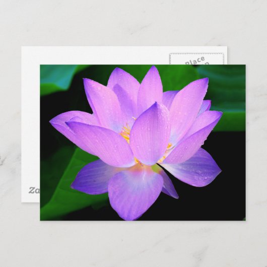 水に美しい紫の蓮の花 ポストカード (正面/裏面)
